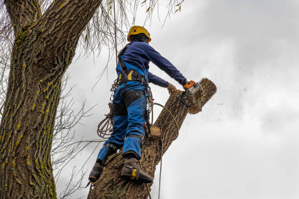 Trusted Greenfield, MO Tree Care Services Experts