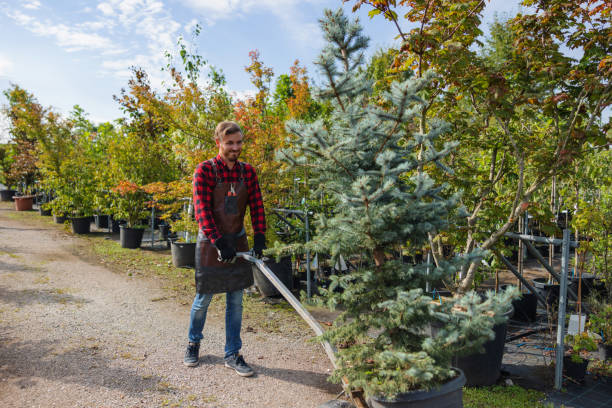 How Our Tree Care Process Works  in  Greenfield, MO